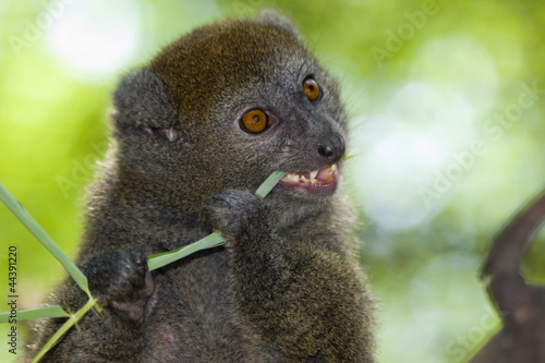 Lac Alaotra gentle lemur (Hapalemur alaotrensis) photo