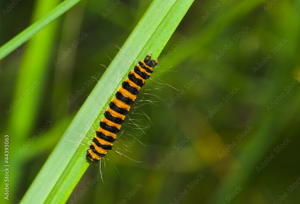 Fototapeta premium Tiny orange caterpillar with black stripes