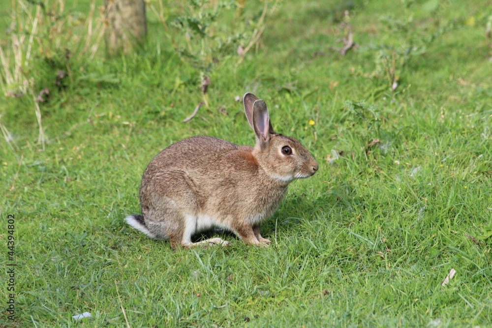 Fototapeta premium Hare