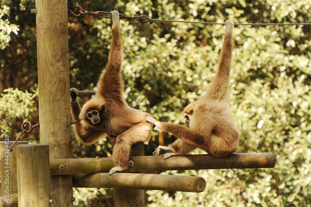 Naklejka premium couple gibbon