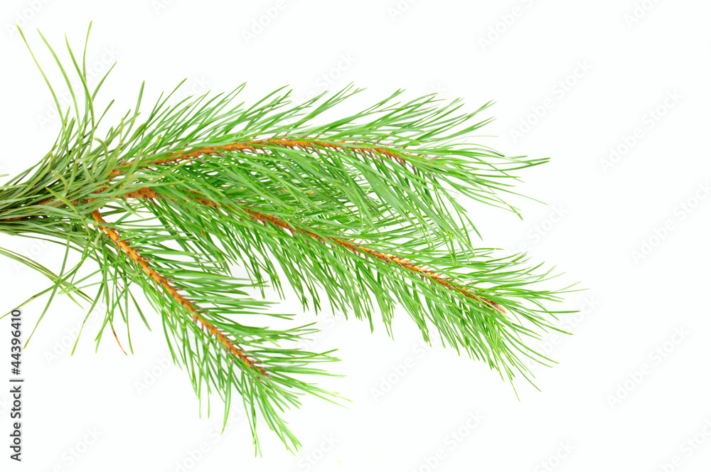 Obraz premium Pine branch