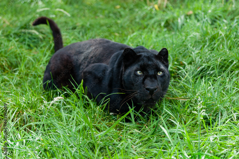 Fototapeta premium Black Leopard Ready to Pounce in Long Grass