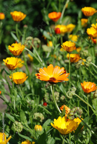 Large Orange Daisys