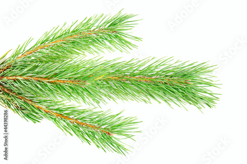 Pine branch