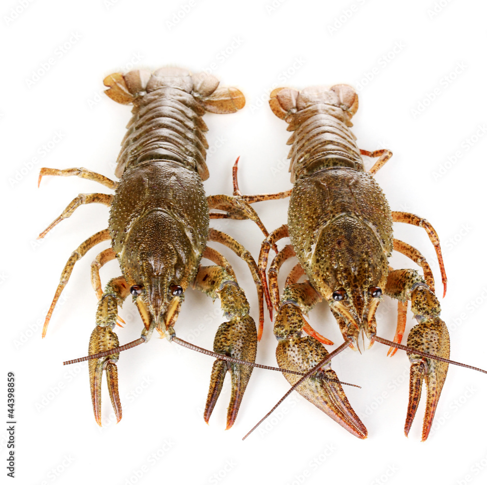 Alive crayfishes isolated on white close-up Alive crayfishes isolated on white close-up