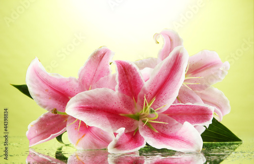 Fototapeta Naklejka Na Ścianę i Meble -  beautiful pink lily, on green background