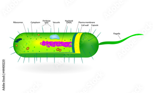 Structure of a bacterial cell