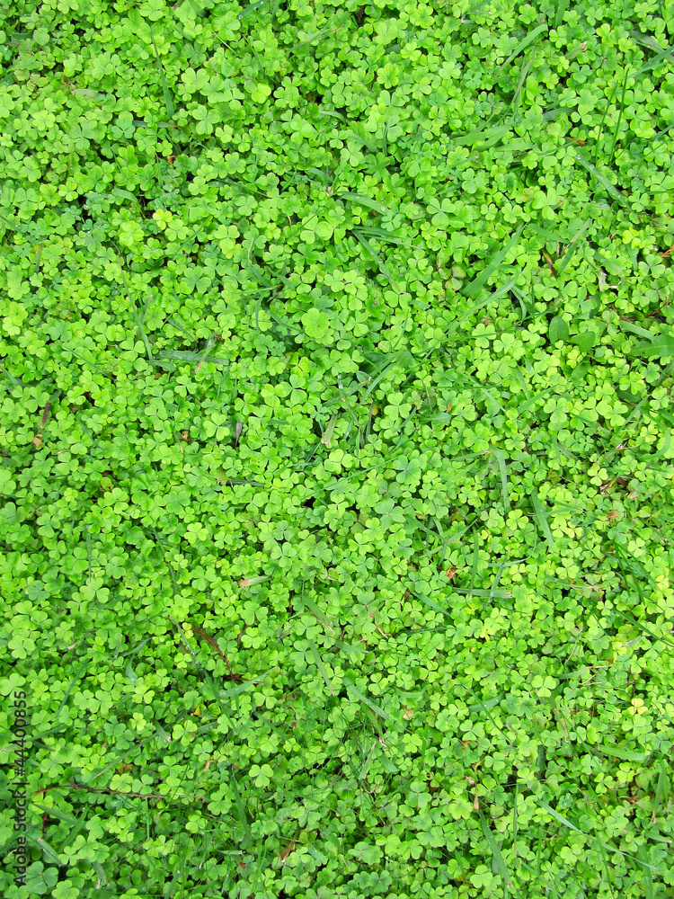 Carpet from green leaves of a shamrock Carpet from green leaves of a shamrock