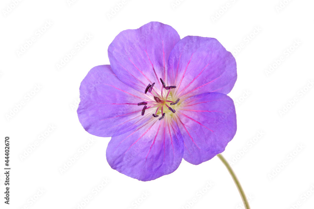 Single flower of a geranium cultivar