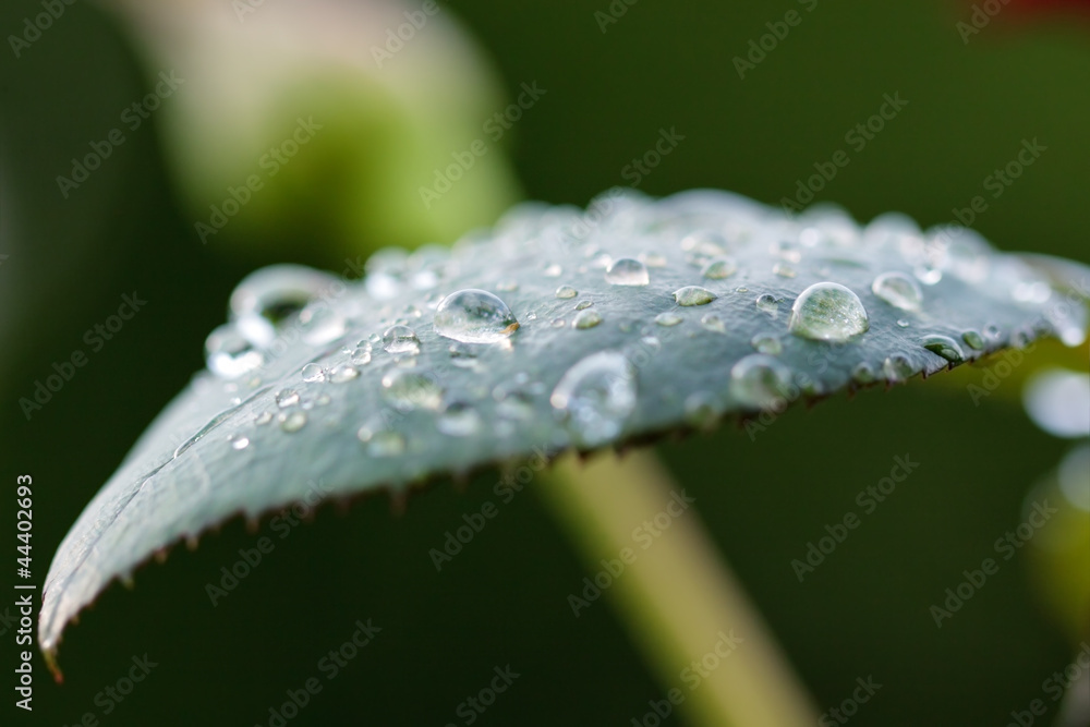 Obraz premium Water drops on leaf after rain with selected focus