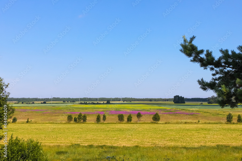 Countryside landscape with meadow and woods