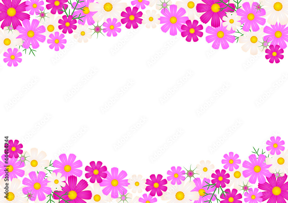 Cosmos flower - background