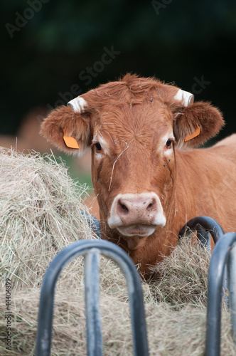 Rack cow and Curious Cow (closeup view)