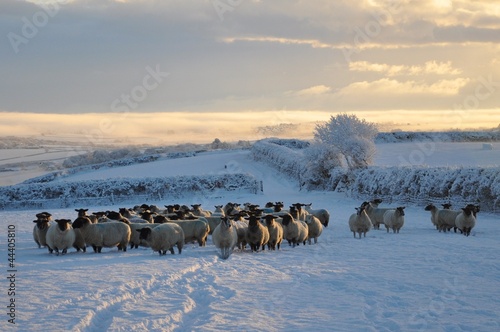 Winter sheep