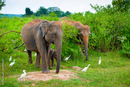 Family of elephants with young one photo