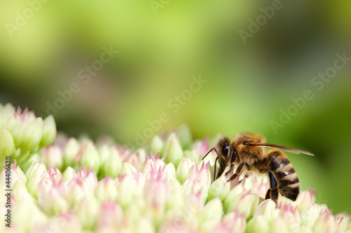 bee on pink and white flower