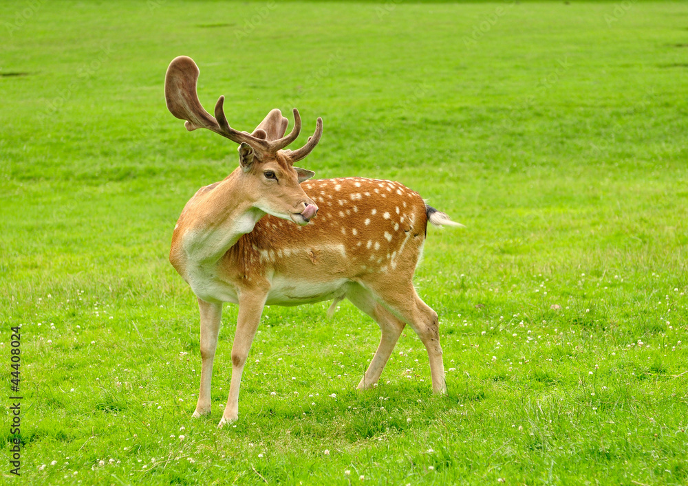 fallow deer