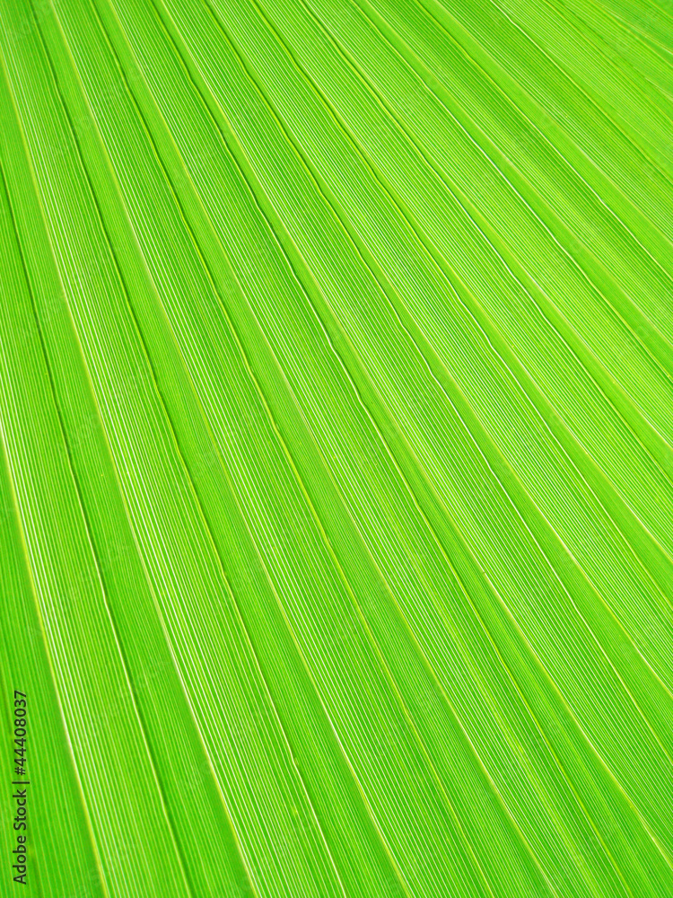 Green Leaf Green Leaf