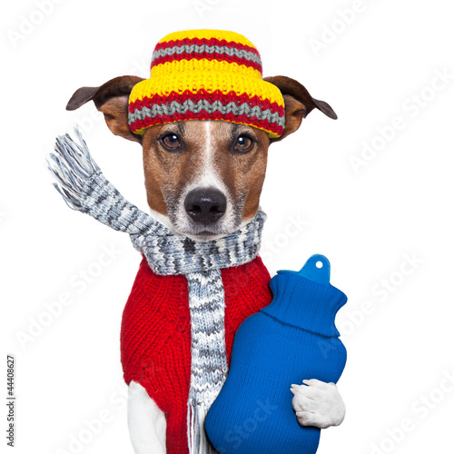 winter dog scarf and hat © Javier brosch
