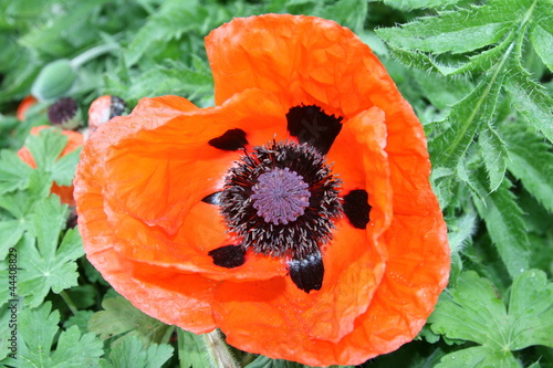 Poppy in Full Bloom