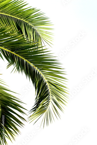 Palm leaves isolated on white background © Hayati Kayhan