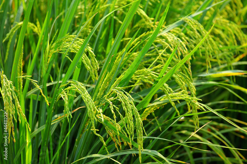 Asia paddy rice field