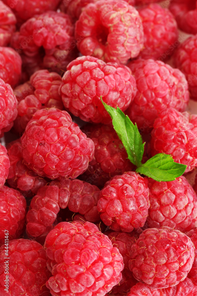 ripe raspberries background.with mint ripe raspberries background.with mint