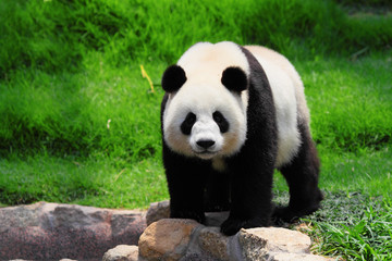 Fotobehang Panda Reuzenpanda rust tegen dikke boomstam  © leungchopan