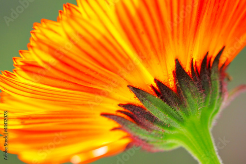 orange color flower in close up