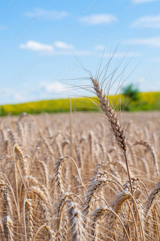 Fototapeta premium single ear on blue sky