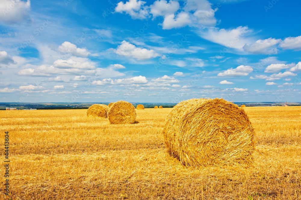 Hay bales on the field