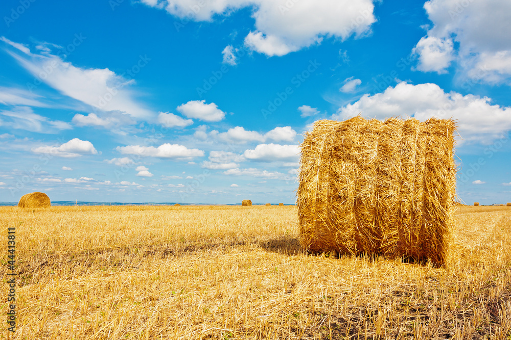 Fototapeta premium Hay bales on the field