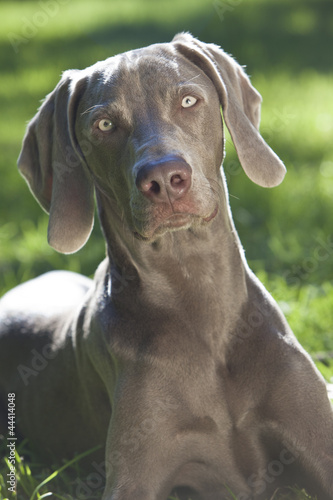 Sunshine weimaraners deals