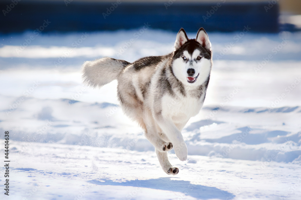 cute dog hasky running in winter