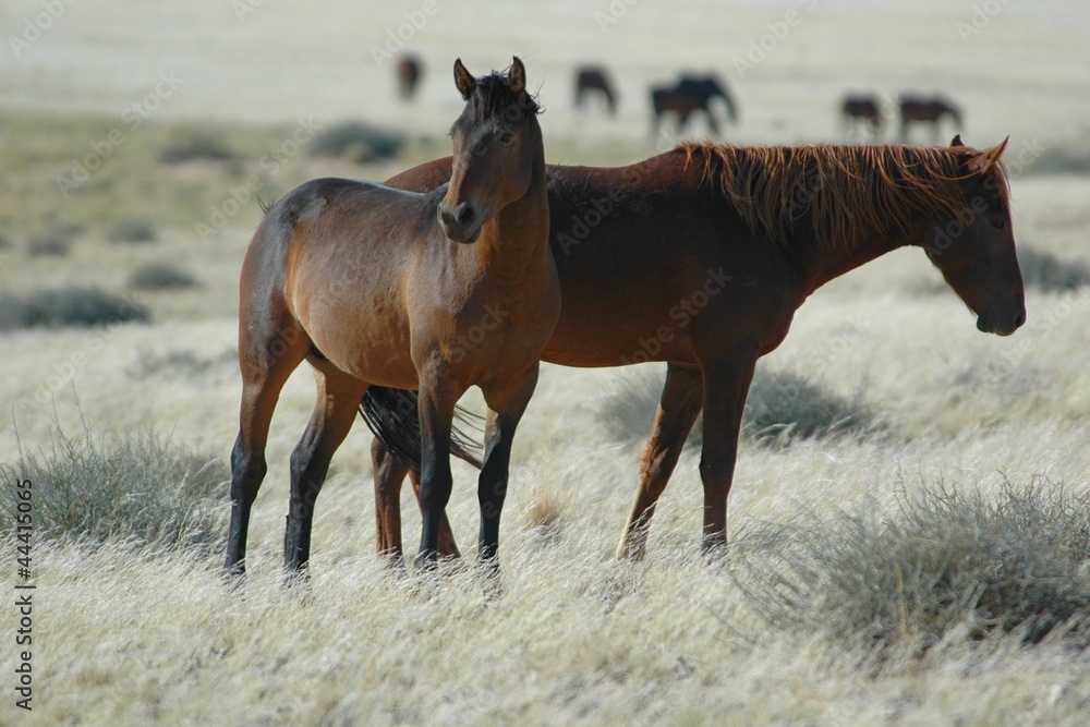 Wildpferde in der Namib Wildpferde in der Namib