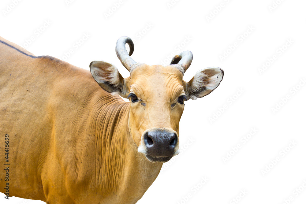 female banteng isolated on white background female banteng isolated on white background