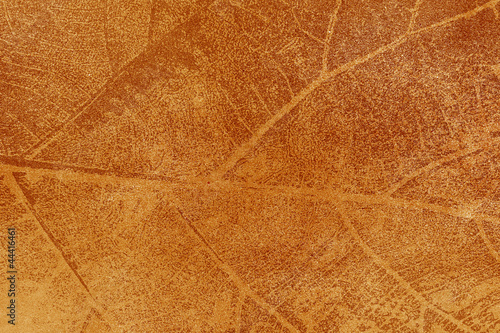Dry leaf textured on grunge background