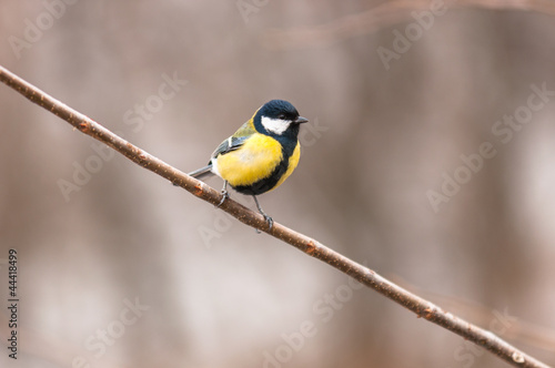 Small bird sitting on branch © Sved Oliver
