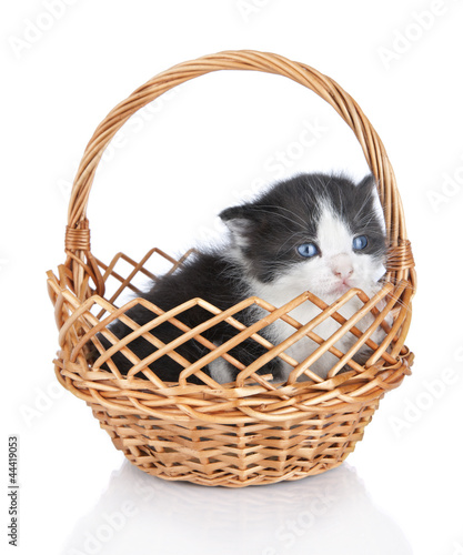 Adorable small kitten in  wooden basket isolated over white