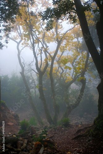 Fototapeta Naklejka Na Ścianę i Meble -  Fog in a forest