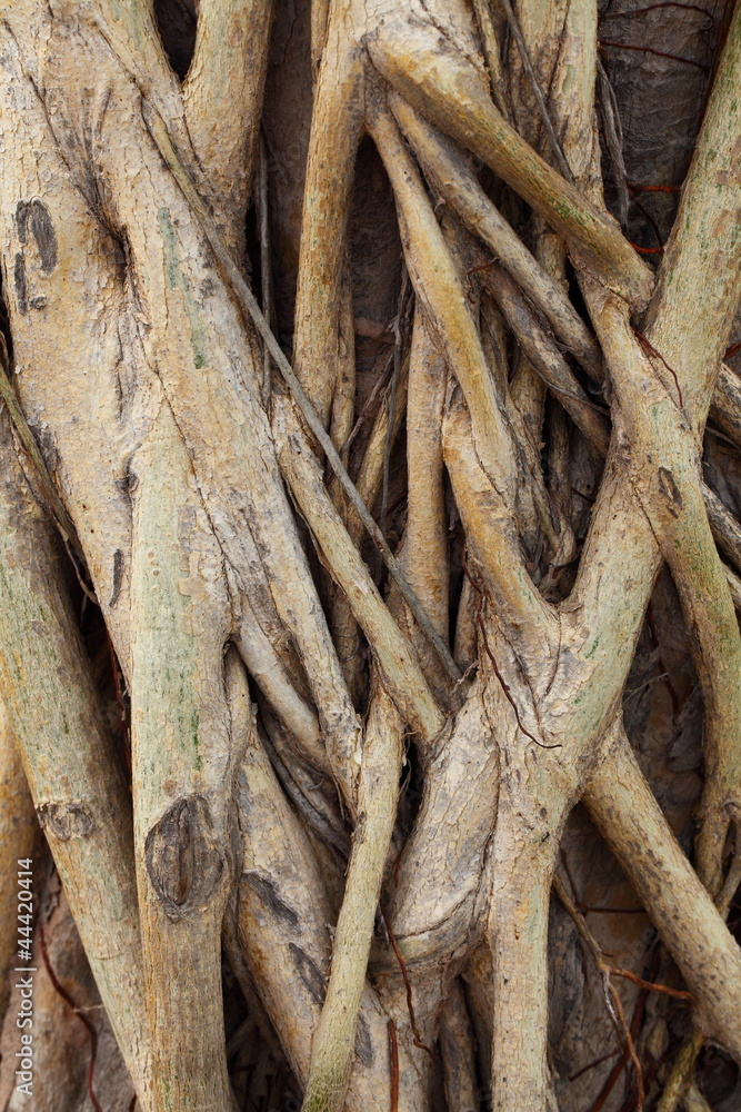 Tree root close up