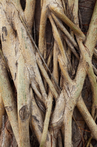 Tree root close up © 1shots