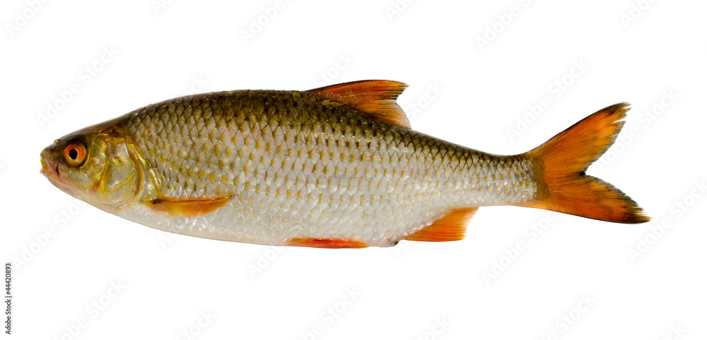Roach fish after fishing isolated on white Roach fish after fishing isolated on white