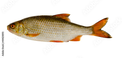Roach fish after fishing isolated on white