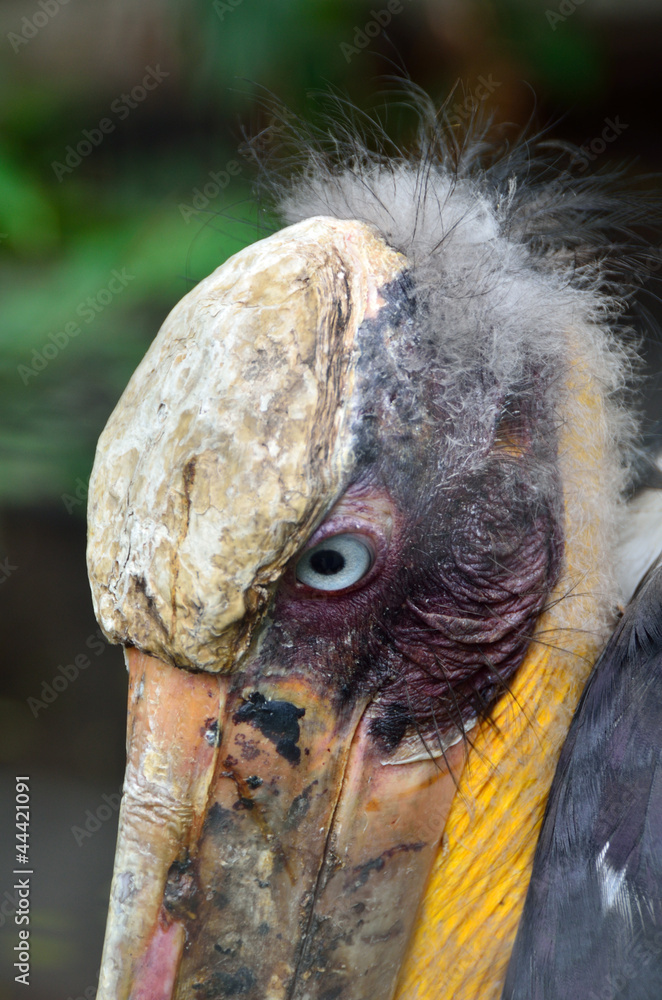 Obraz premium Alter Vogel