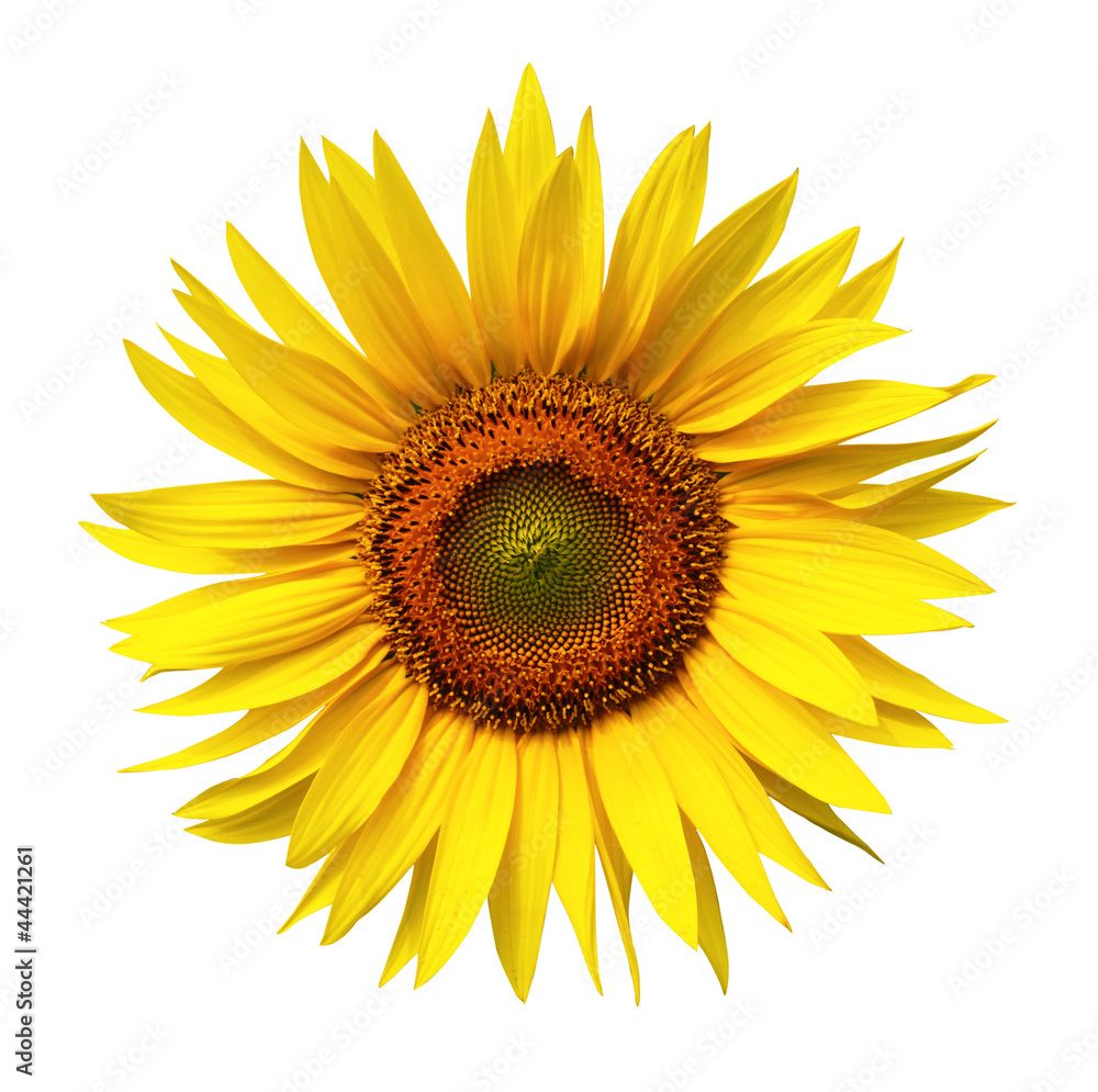 Fototapeta premium testa di girasole in fondo bianco