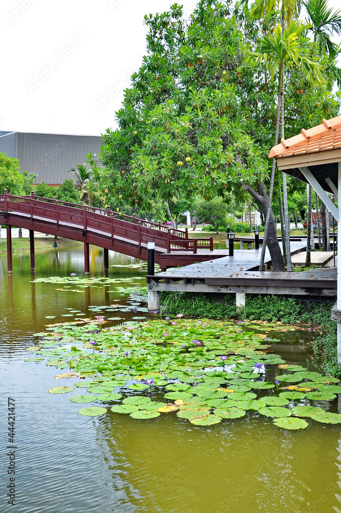 Fototapeta premium Lotus in pond