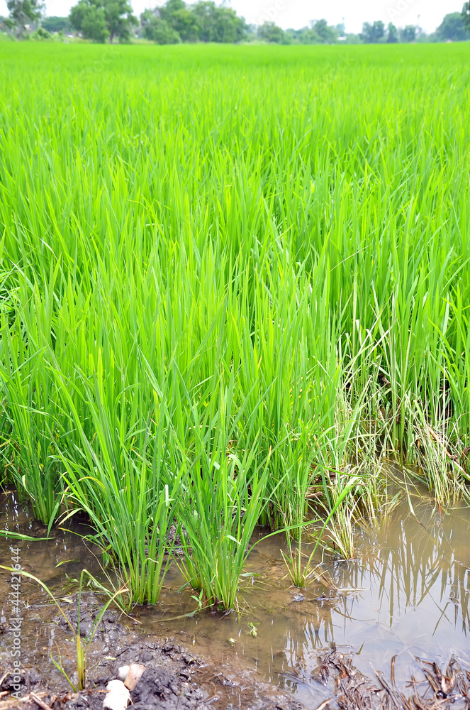 Fototapeta premium Rice fields
