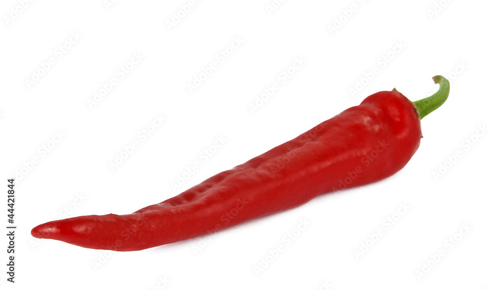chili pepper isolated chili pepper isolated