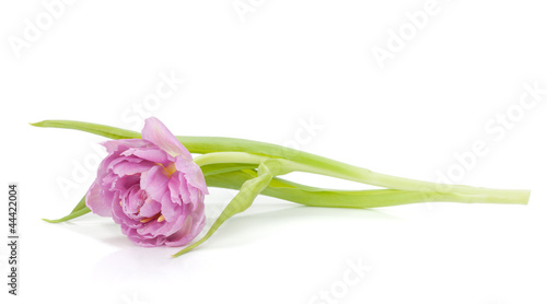 Fototapeta Naklejka Na Ścianę i Meble -  Pink tulip